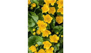 Sumpfdotterblume