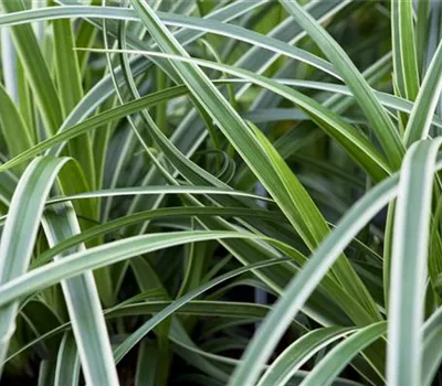 Carex morrowii 'Ice Dance'