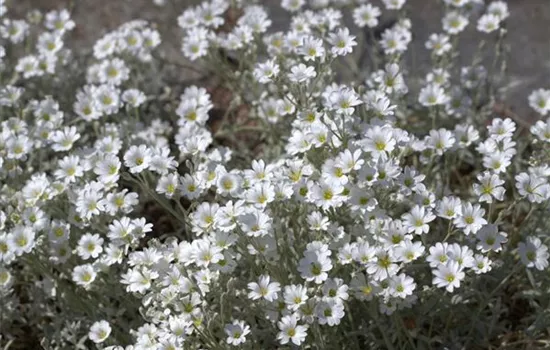 Cerastium tomentosum 'Silberteppich'