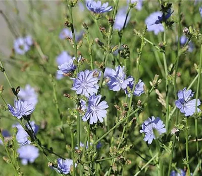 Cichorium intybus