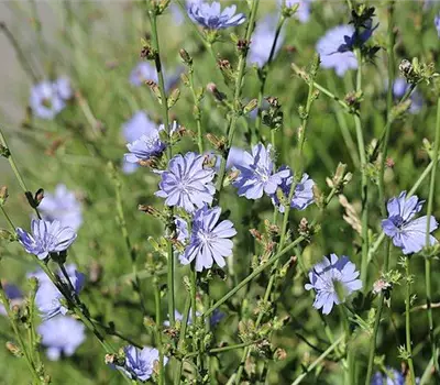 Cichorium intybus