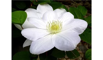 Waldrebe, Clematis
