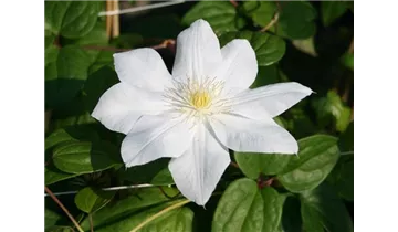Waldrebe, Clematis