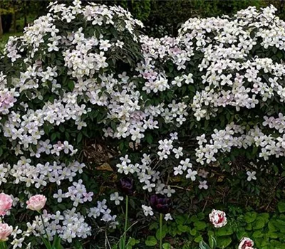 Clematis montana var. rubens