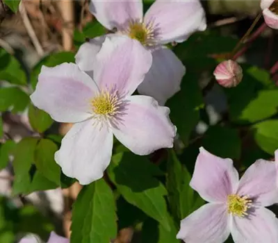 Clematis montana var. rubens