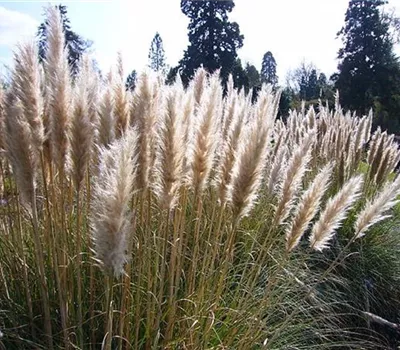 Cortaderia selloana 'Pumila'