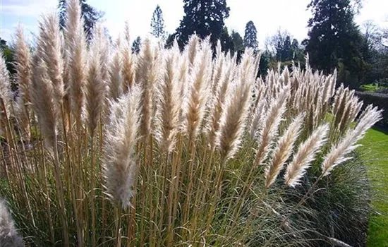 Cortaderia selloana 'Pumila'