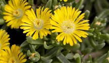 Mittagsblümchen