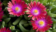 Mittagsblümchen