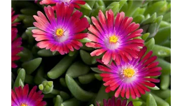 Mittagsblümchen