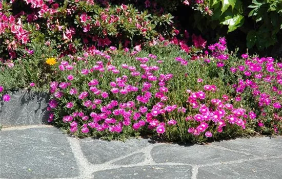 Delosperma 'Jewel Opal'