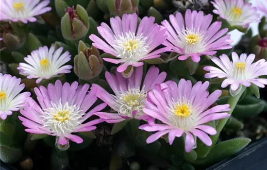 Delosperma 'Jewel Rosenquartz'