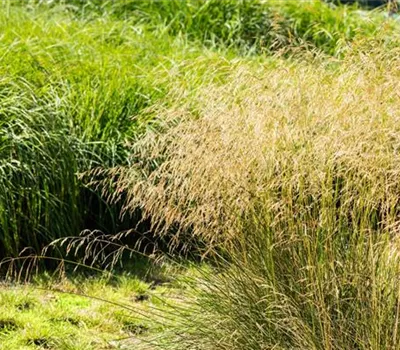 Deschampsia cespitosa 'Goldschleier'