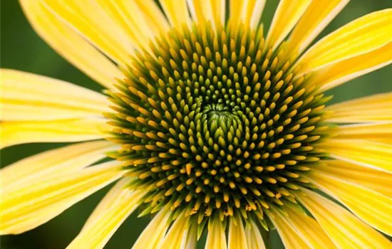 Echinacea purpurea 'Harvest Moon'