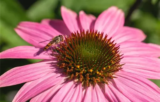Echinacea purpurea 'Merlot'