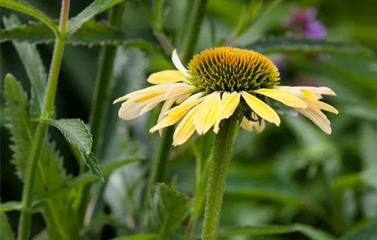 Echinacea purpurea 'Sunrise'