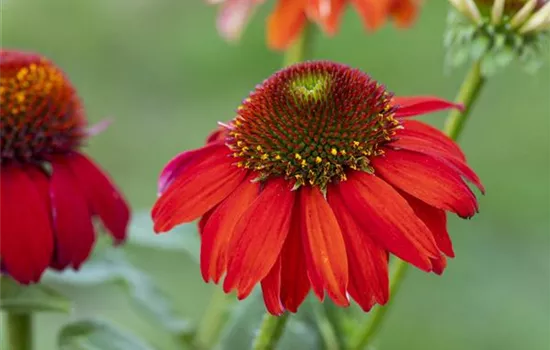 Echinacea purpurea 'Tomato Soup'