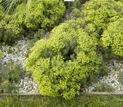 Euphorbia cyparissias 'Clarice Howard'