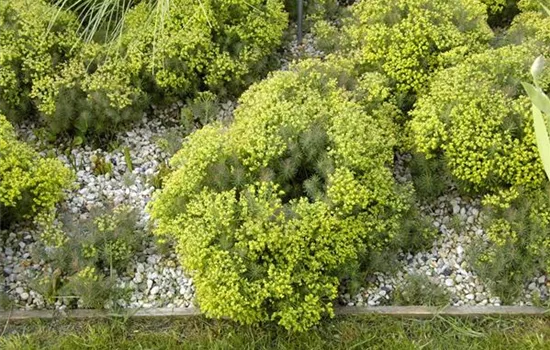 Euphorbia cyparissias 'Clarice Howard'