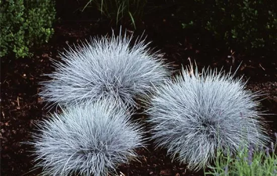 Festuca glauca 'Elijah Blue'
