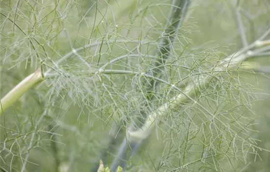 Foeniculum vulgare