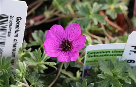 Geranium cinereum var. subcaulescens