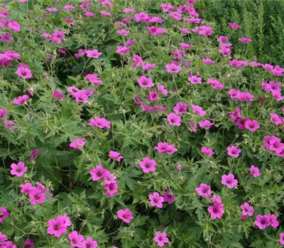 Geranium sanguineum