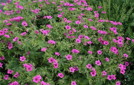 Geranium sanguineum
