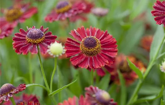 Helenium 'Siesta'