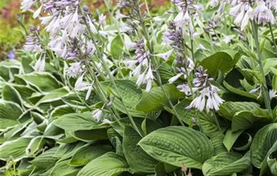Hosta 'Fortunei Hyacinthina'
