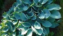 Hosta, Funkie