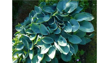 Hosta, Funkie