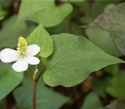 Houttuynia cordata 'Variegata'