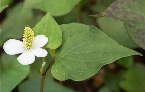 Houttuynia cordata 'Variegata'