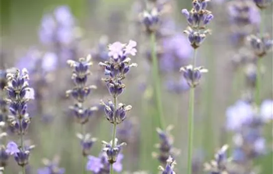 Lavandula angustifolia 'Munstead'