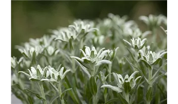Edelweiss
