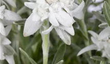 Edelweiss