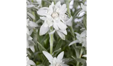 Edelweiss