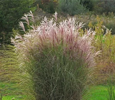 Miscanthus sinensis 'Morning Light'