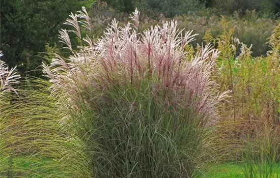Miscanthus sinensis 'Morning Light'