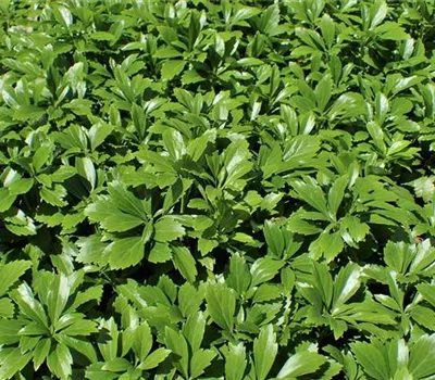 Pachysandra terminalis