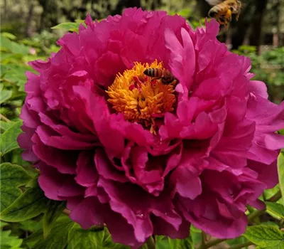 Paeonia suffruticosa rot Paeonia suffruticosa rot