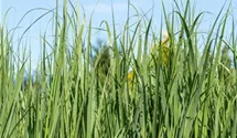 Rutenhirse