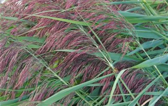 Phragmites australis