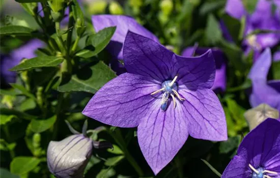 Platycodon grandiflorus 'Fuji Blue'