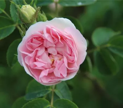 Rosa (Albarose) 'Maiden's Blush great'