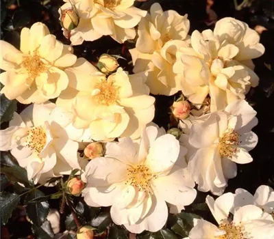 Rosa (Bodendeckerrose) 'Celina'®