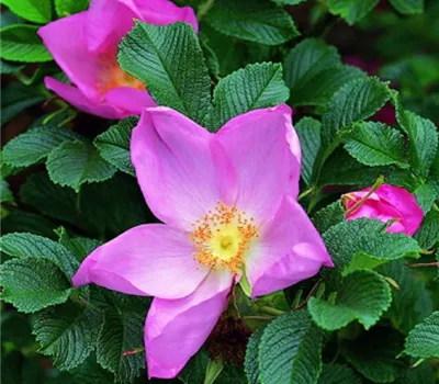 Rosa (Bodendeckerrose) 'Frau Dagmar Hastrup'
