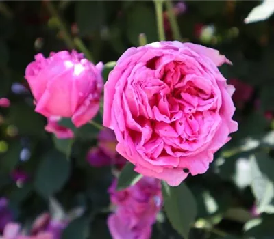 Rosa (Bourbonrose) 'Charles Lawson'