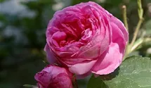 Rosa (Centifolia) 'Centifolia major'